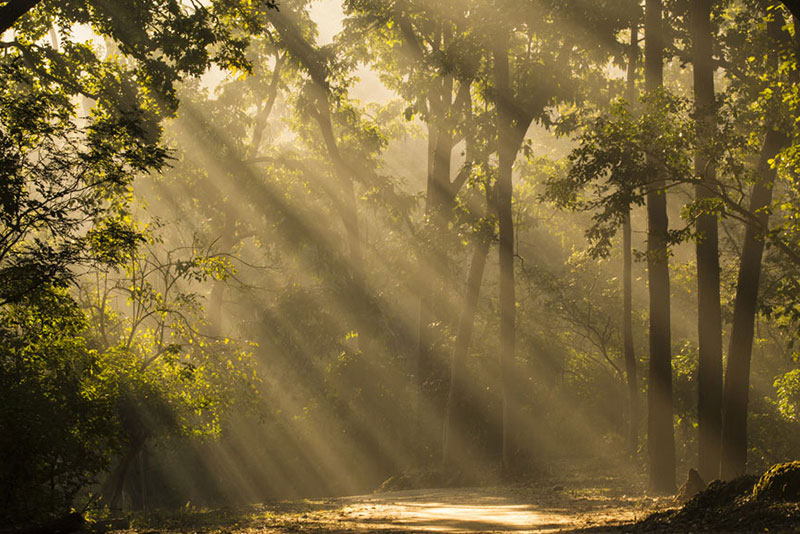 Corbett-Tiger-Safari