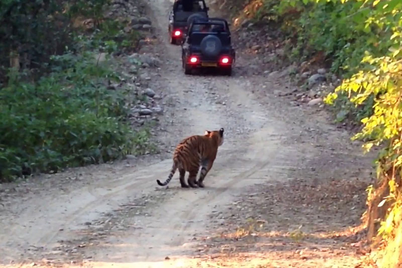 bijrani safari booking