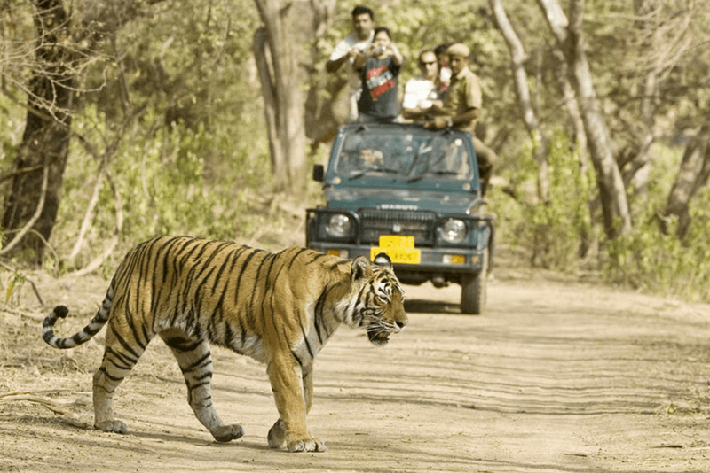 weekend-tour-activities-for-corbett-national-park