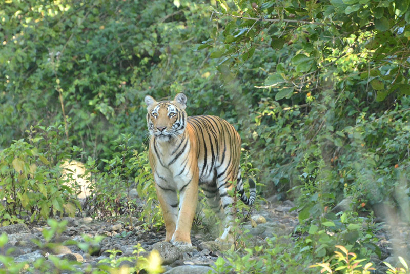 Bijrani zone safari - Corbett Online Booking